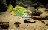An archival premium Quality Art Print of a Rock Bass with Red Eye for sale at Brandywine General Store
