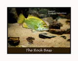 An archival premium Quality art Poster of a Rock Bass with Red Eye for sale at Brandywine General Store