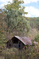 Log Barn with Willow Tree Hanging Overhead Art Print