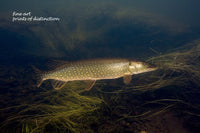 An archival premium Quality Art Print of Northern Pike at the Water's Edge for sale by Brandywine General Store