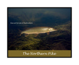 An archival premium Quality Poster of Northern Pike at the Water's Edge for sale by Brandywine General Store