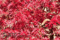 An original premium quality art print of a bright Red Japanese Maple Tree with Single Dried Grass Stalk with seed head showing against the red leaves for sale by Brandywine General Store