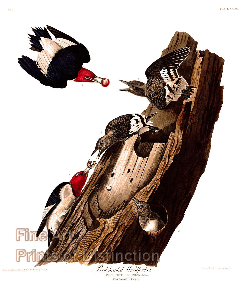 An archival premium quality art print of the Red Headed Woodpecker by John James Audubon for sale by Brandywine General Store