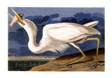 An archival premium Quality Art Print of the Great White Heron by John James Audubon with Key West Florida in the background for sale by Brandywine General Store