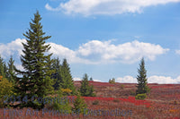 An original premium Quality Art Print of Red Spruce and Blueberries on the Dolly Sods Plain for sale by Brandywine General Store