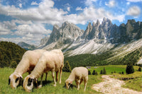 An archival premium Quality art Print of a Flock of Sheep Grazing in Front of Peaked Mountains for sale by Brandywine General Store