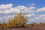 Leaning Yellow Trees on Dolly Sods Art Print