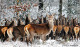 An archival premium Quality art Print of a Herd of Deer in the Snowy Wood for sale at Brandywine General Store