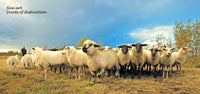 An archival premium Quality Art Print of a Flock of Sheep Breaking Formation for sale at Brandywine General Store