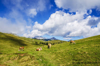 An archival premium Quality art Print of Cows Grazing in a High Elevation Mountain Pasture for sale at Brandywine General Store