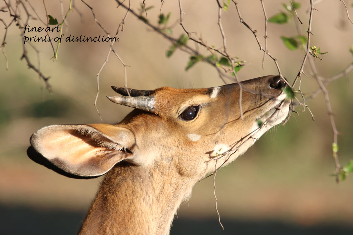 An archival premium Quality art Print of a Small Buck Deer Eating Brush for sale by Brandywine General Store