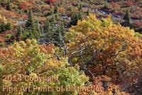 An original premium Quality Art Print of Yellow Oaks with a Dead Tree in the Center at Dolly Sods for sale by Brandywine General Store