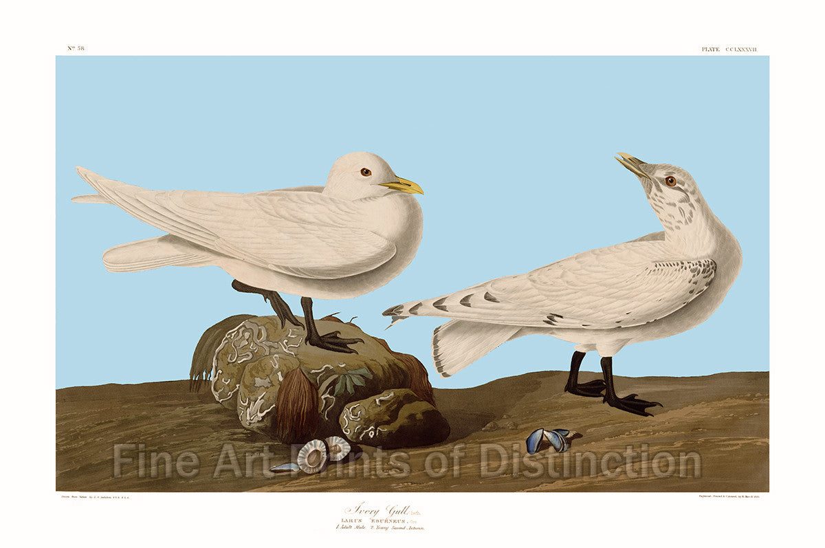 An archival premium Quality Art Print of the Ivory Gull by John James Audubon for sale by Brandywine General Store