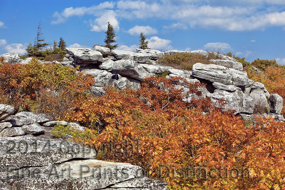 An original premium Quality Art Print of Yellow Oak Leaves on a Rocky Horizon for sale by Brandywine General Store