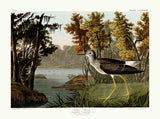 An archival premium Quality art Print of the Yellow Shank by John James Audubon for sale by Brandywine General Store