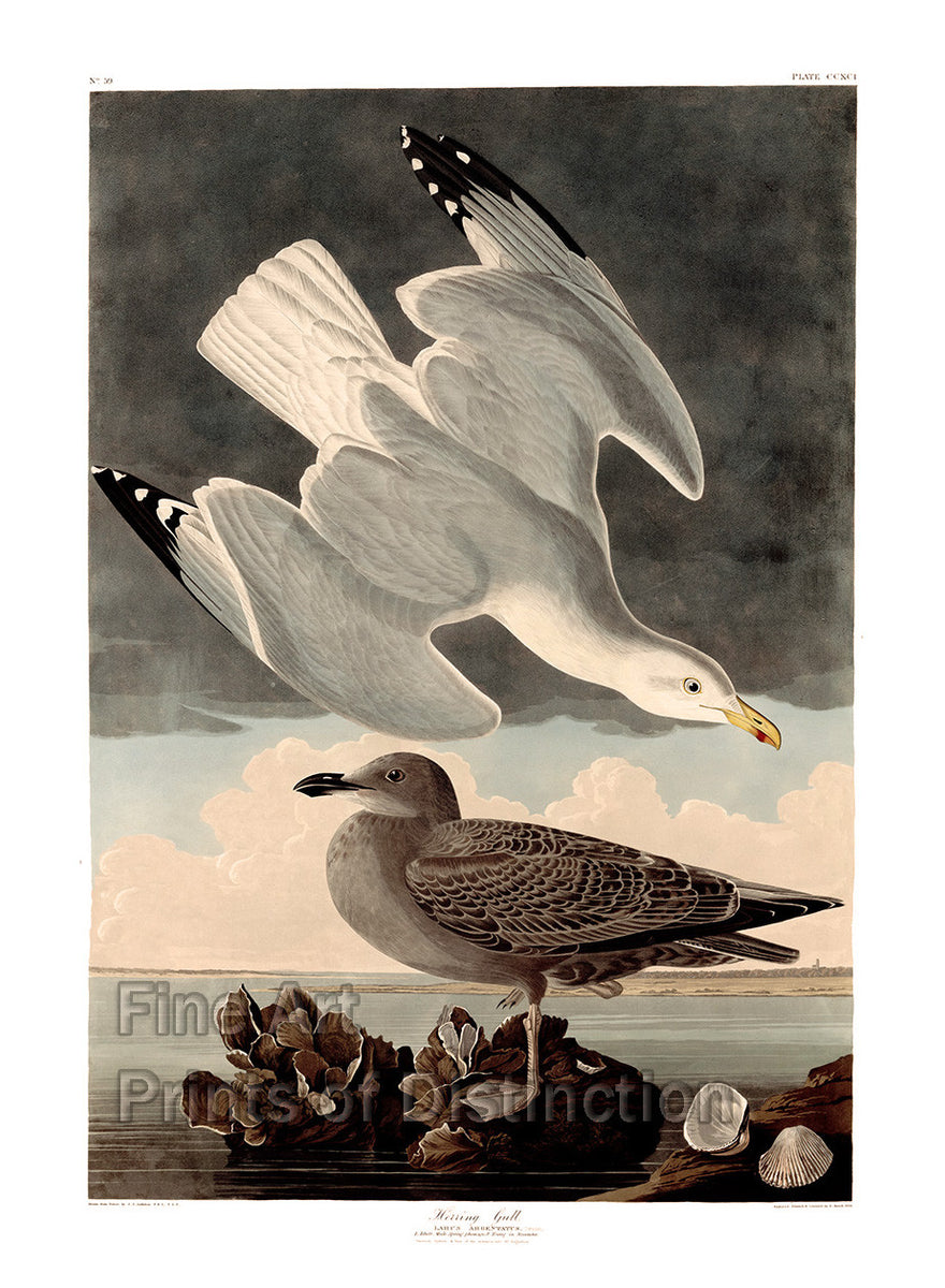 An archival premium Quality Art Print of the Herring Gull by John James Audubon for sale by Brandywine General Store