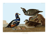 An archival premium Quality art Print of the Harlequin Duck by John James Audubon for Birds of America for sale by Brandywine General Store