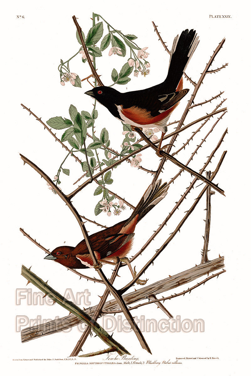 An archival premium quality art print of the Towhe Bunting or Ground Finch bird by John James Audubon for sale by Brandywine General Store