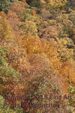 Landscape of Yellow and Brown Fall Colors from Seneca Rocks Art Print