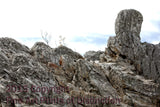 Conical Rock on top of Seneca Rock Summit Art Print