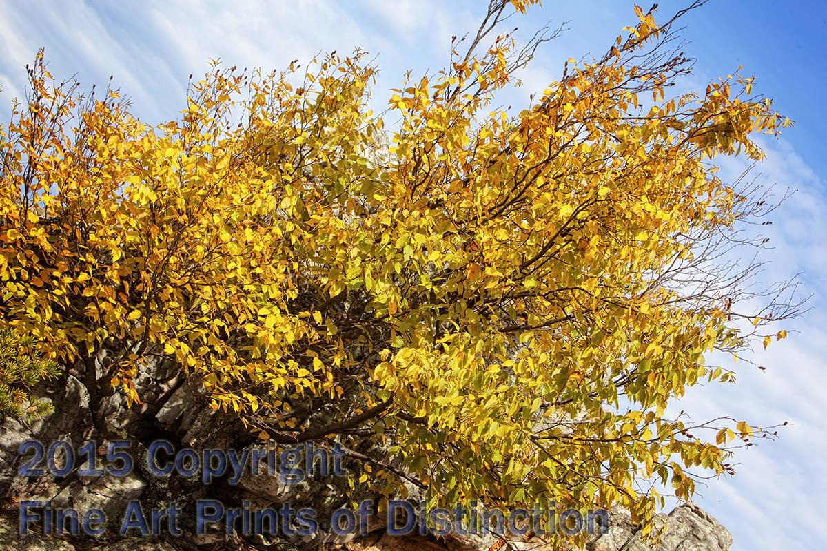 An original premium Quality Art Print of A Yellow Bush on the Side of Seneca Rocks for sale at Brandywine General Store