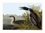 An archival premium Quality art Print of the Great Northern Diver or Loon by John James Audubon for sale by Brandywine General Store