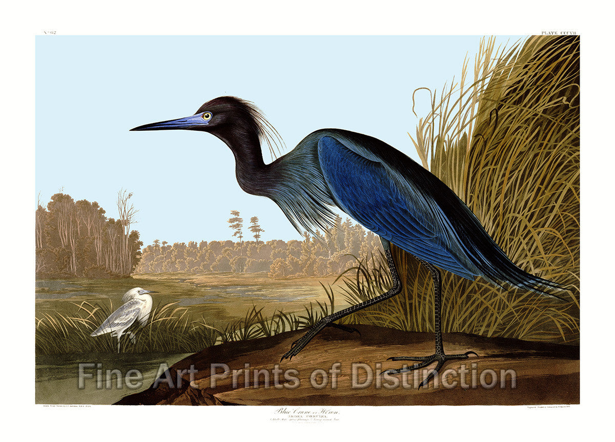 An archival premium Quality Art Print of the Blue Crane or Heron by John James Audubon for sale by Brandywine General Store
