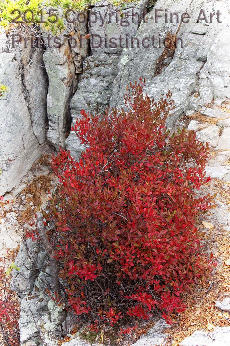 Red Blueberry Bush on Seneca Rocks Art Print