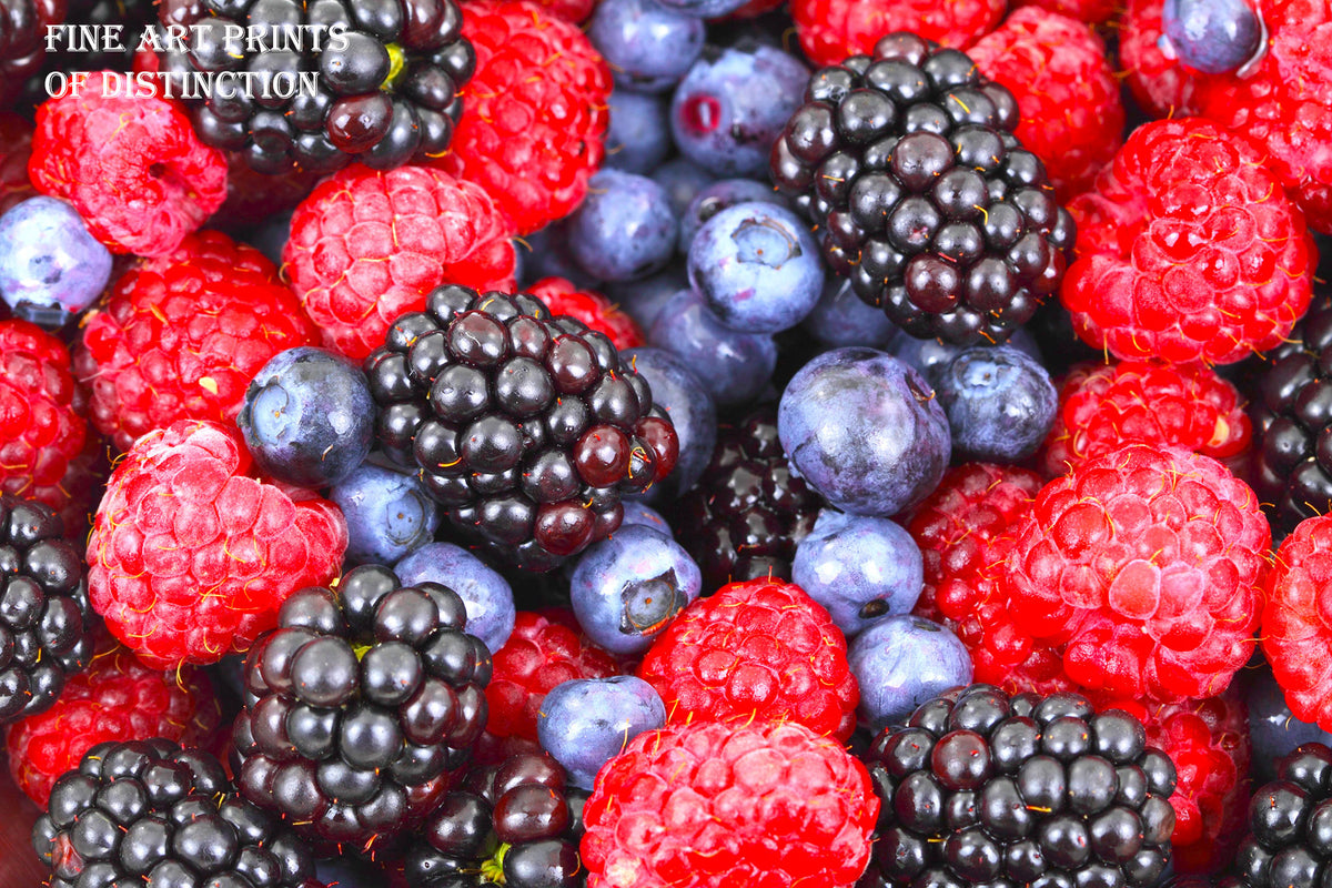 An archival premium Quality art Print of Red Raspberries, Blackberries and Blueberries in a Still Life Print for sale by Brandywine General Store