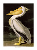 An archival premium Quality Art Print of The American White Pelican as drawn by John James Audubon for sale by Brandywine General Store