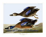An archival premium Quality art Print of the Blue Winged Teal by John James Audubon for sale by Brandywine General Store