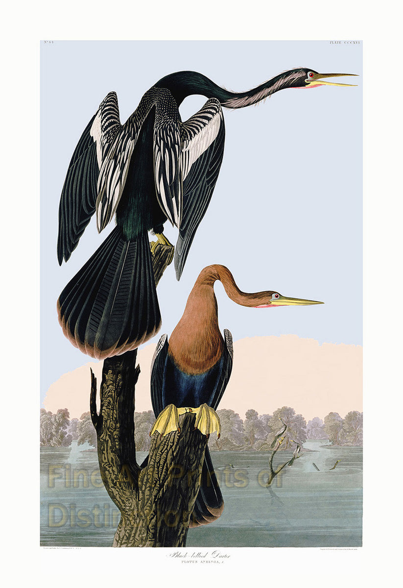 An archival premium Quality Art Print of the Black Bellied Darter by John James Audubon for sale by Brandywine General Store