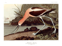 An archival premium Quality art Print of the American Avocet by John James Audubon for sale by Brandywine General Store