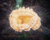 Ethereal Fancy Orange Mushroom