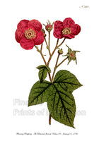 An archival premium Quality art Print of the Flowering Raspberry plant as published in the Curtis Botanical Magazine on January 01, 1796 for sale by Brandywine General Store