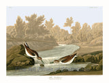 An archival premium Quality art Print of the Little Sandpiper by John James Audubon for sale by Brandywine General Store