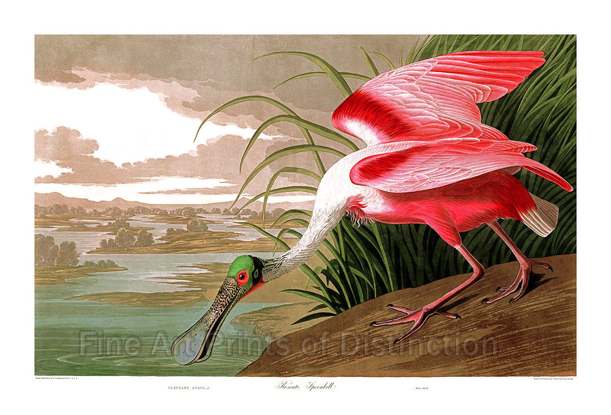 An archival premium Quality Art Print of the roseate spoonbill as drawn by John James Audubon for sale by Brandywine General Store