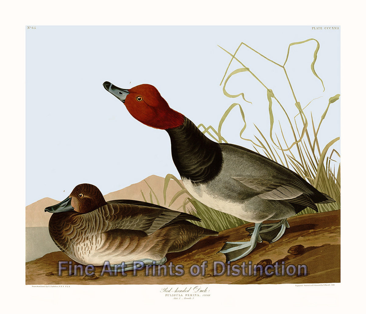 An archival premium Quality art Print of the Red Headed Duck by John James Audubon for sale by Brandywine General Store