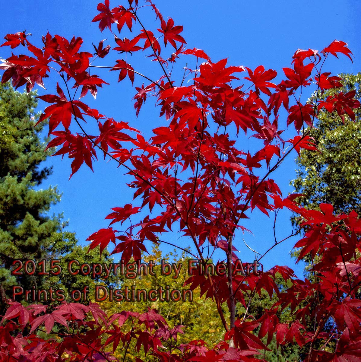An original premium Quality Art Print of a Japanese Maple in the Blue Sky for sale by Brandywine General Store