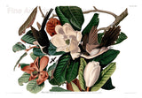An archival premium Quality art Print of the Black Billed Cuckoo Bird by John James Audubon for sale by Brandywine General Store