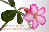 Desert Rose Single Bloom with White Background Art Print