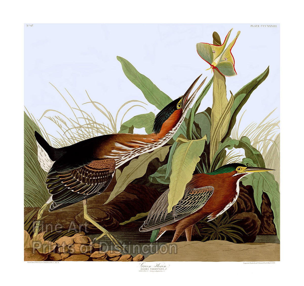 An archival premium Quality Art Print of the Green Heron by John James Audubon for sale by Brandywine General Store
