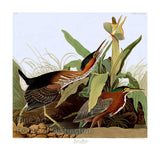 An archival premium Quality Art Print of the Green Heron by John James Audubon for sale by Brandywine General Store