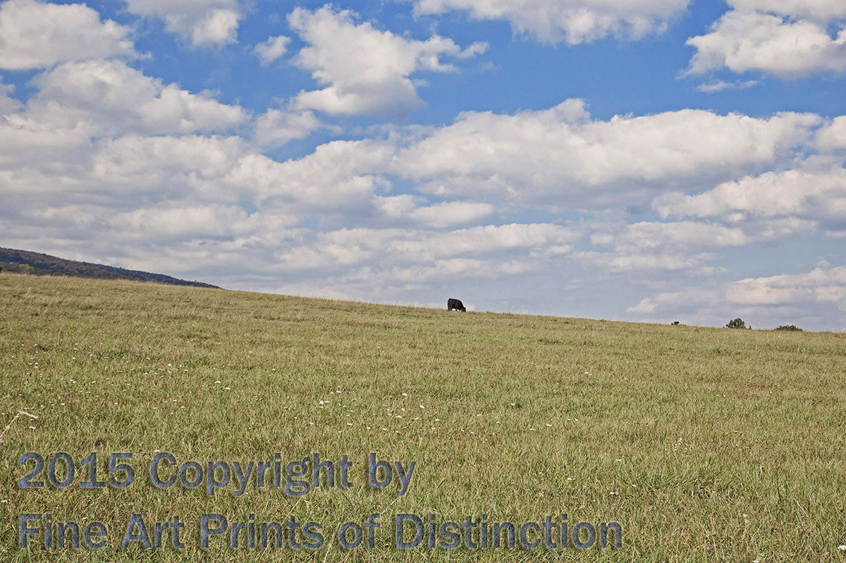 Lone Cow in a Large Hayfield