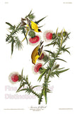 An archival premium Quality art Print of the American Goldfinch by John James Audubon for sale by Brandywine General Store