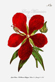 An archival premium Quality Botanical art Print of the Superb Hibiscus for sale by Brandywine General Store