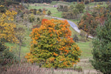 An original premium Quality art Print of a Sugar Maple Towering Over Route 33 for sale by Brandywine General Store