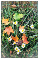 Maple Leaves Among the Daisies