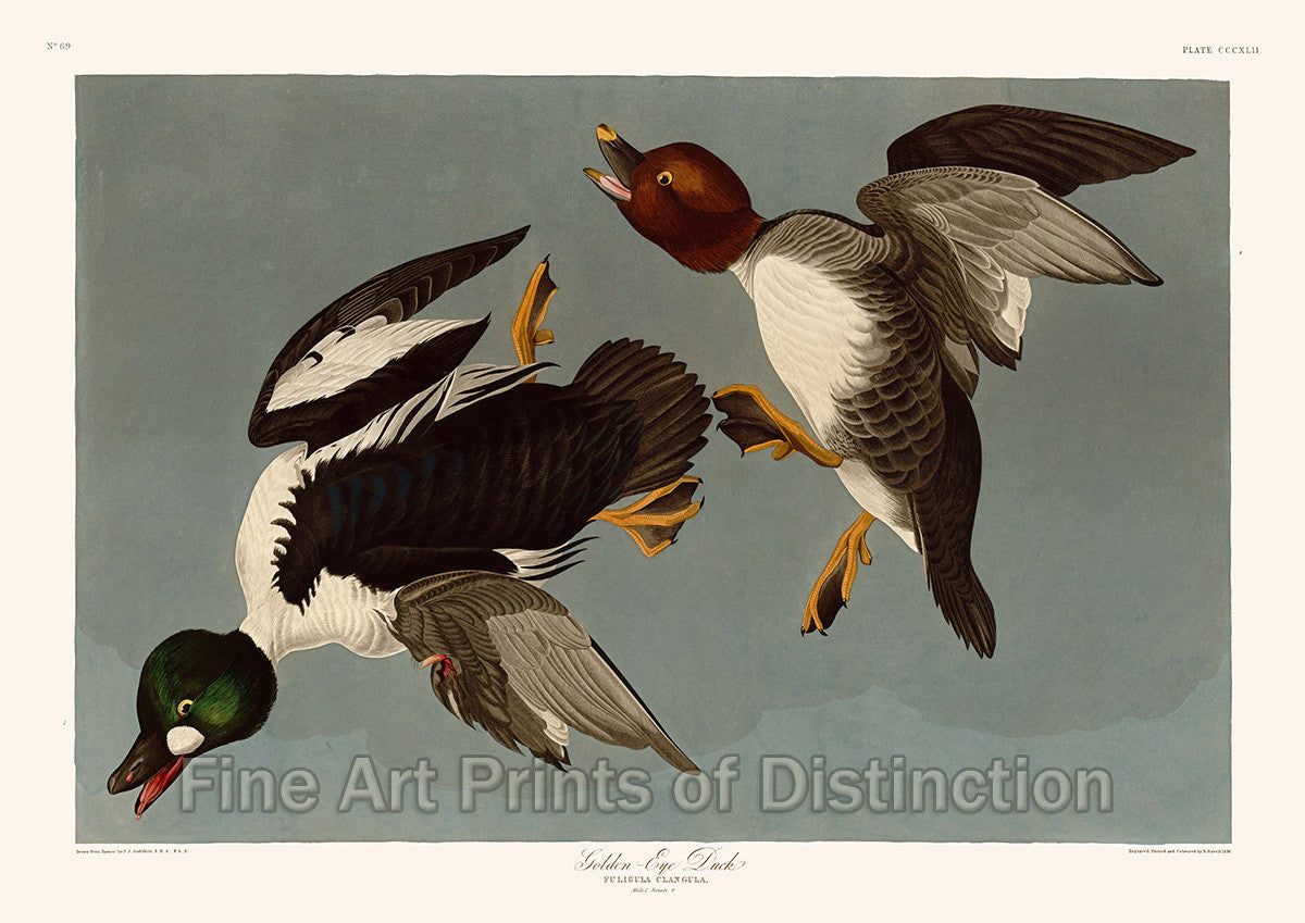An archival premium Quality Art Print of the Golden Eyed Duck by John James Audubon for sale by Brandywine General Store