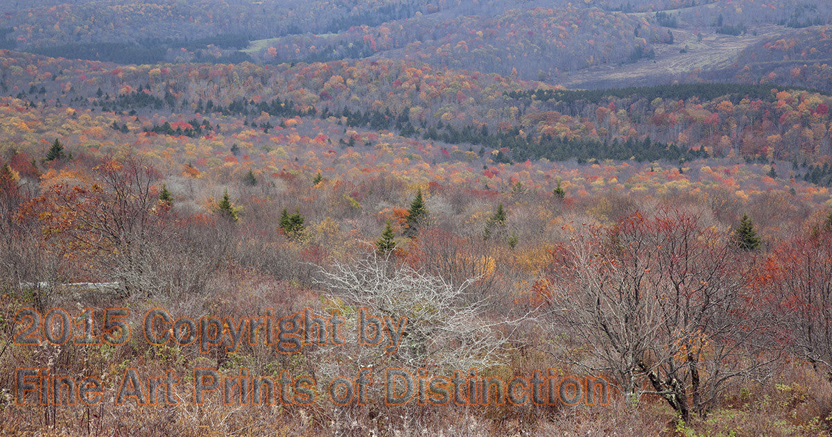 Late Fall Scene from the Summit of Spruce Knob